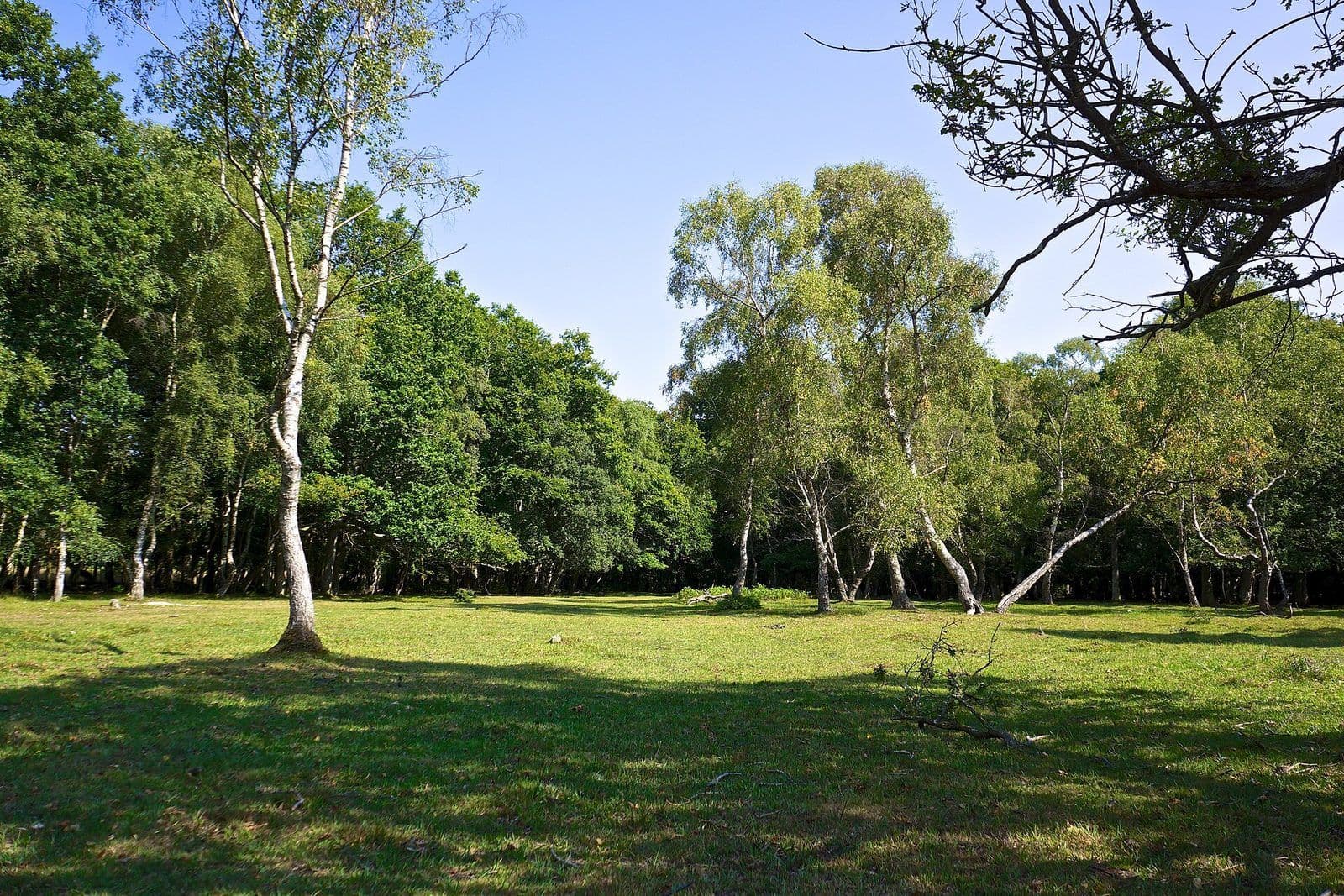 A sunny glade of short grass ringed by birch and oak trees in the New Forest