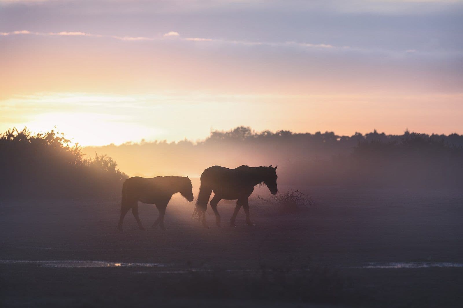 Two New Forest ponies walking through morning mist at sunrise