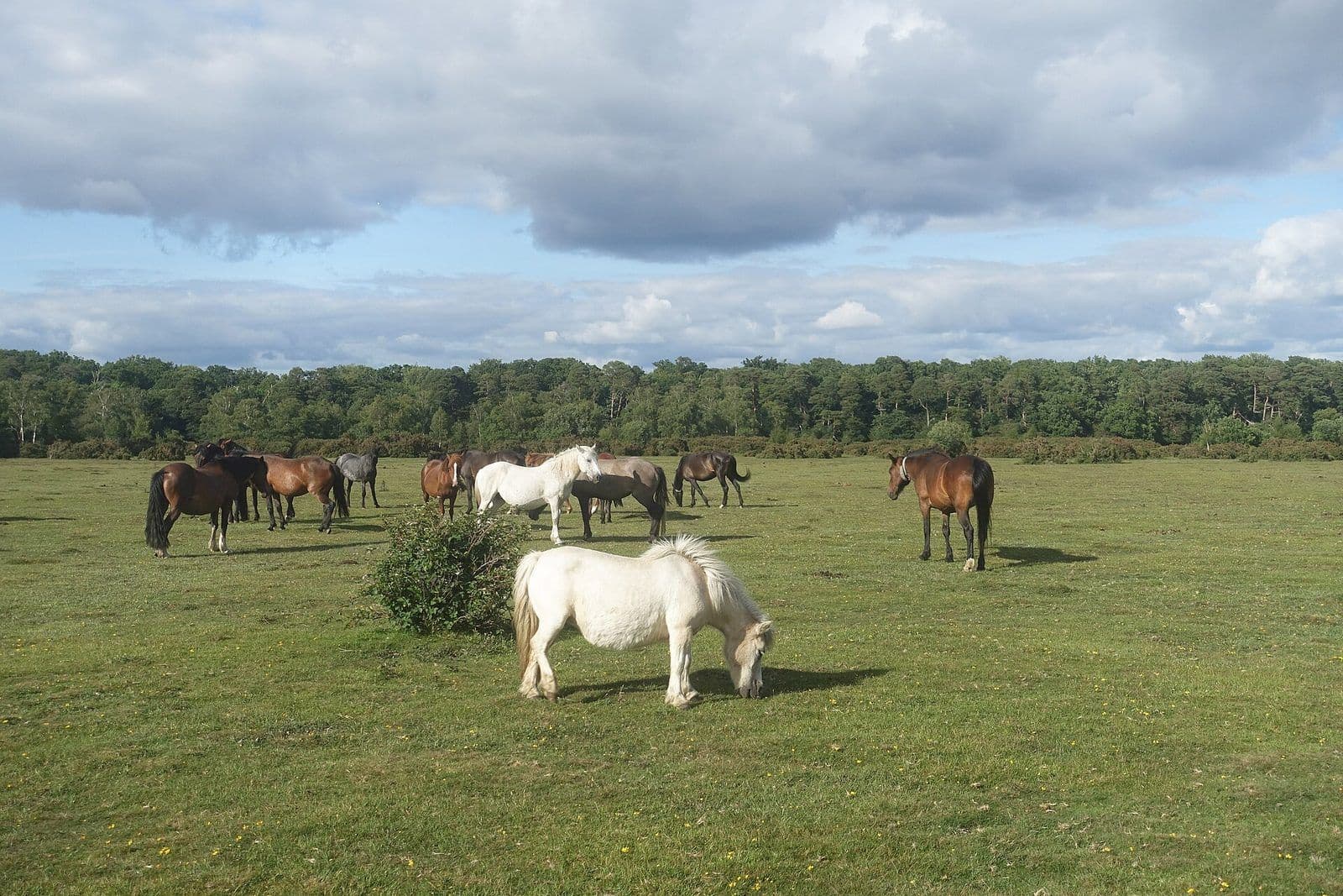 A herd of New Forest ponies grazing on open grassland with woodland behind